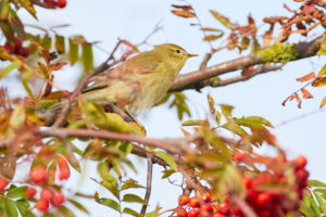 Zilpzalp, Phylloscopus collybita Zilpzalp, Phylloscopus collybita